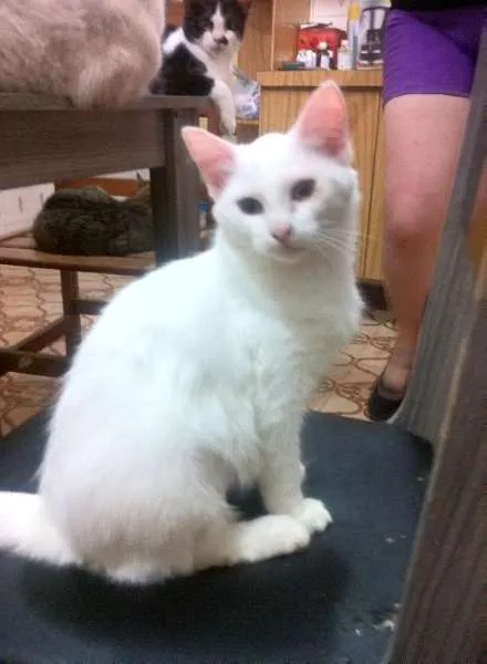 Gato ra a  idade 2 a 6 meses nome Marrie, 5 meses