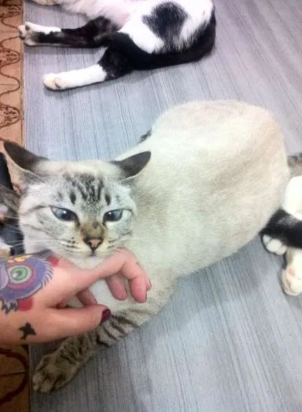 Gato ra a  idade 2 anos nome Vesguinha Charlote