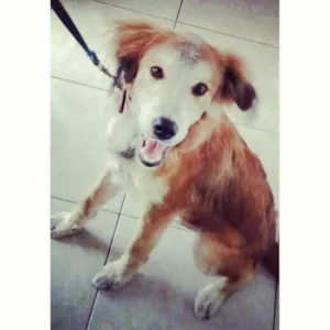 Cachorro raça akita viralata idade 7 a 11 meses nome billy