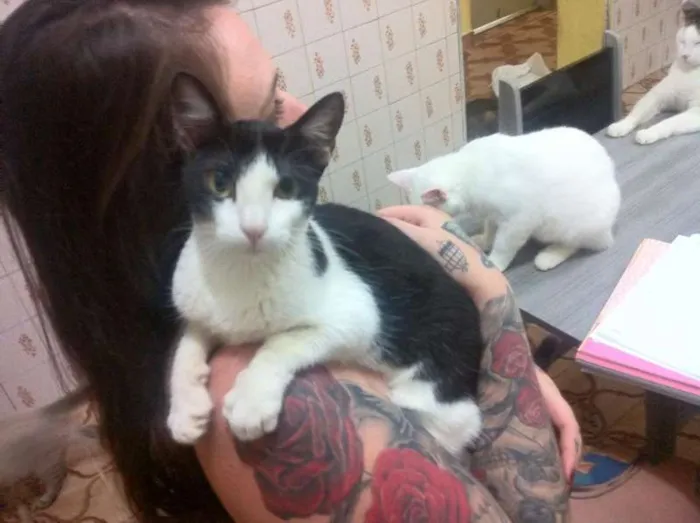 Gato ra a  idade 7 a 11 meses nome mimosa
