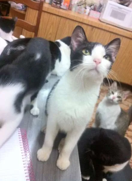 Gato ra a  idade 7 a 11 meses nome mimosa