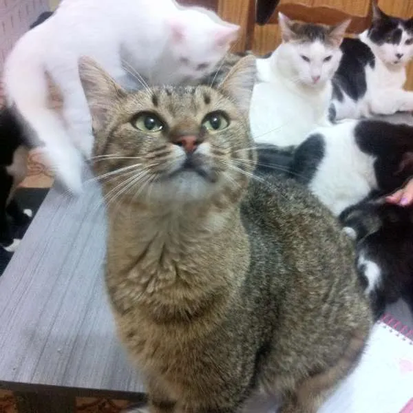 Gato ra a  idade 7 a 11 meses nome Zelda
