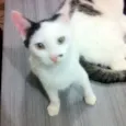 Bigodinha