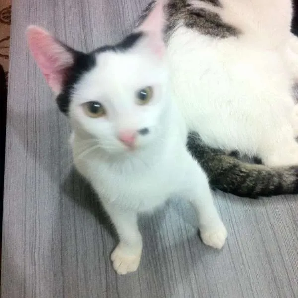 Gato ra a  idade 2 a 6 meses nome Bigodinha