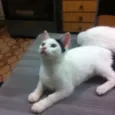 Bigodinha