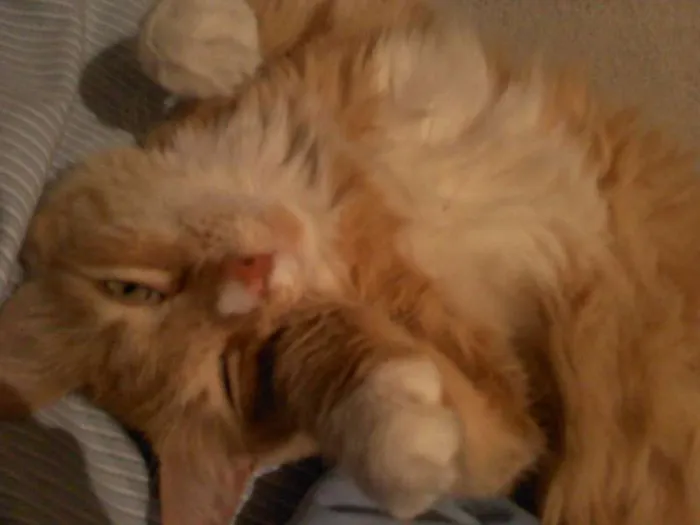 Gato ra a SRD idade 3 anos nome Bibol