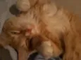 Bibol