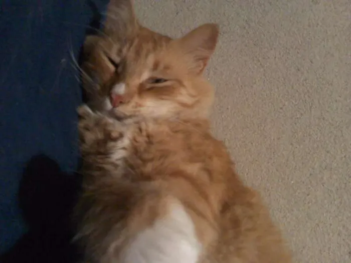 Gato ra a SRD idade 3 anos nome Bibol