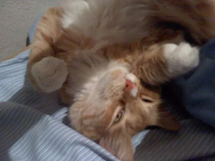 Gato ra a SRD idade 3 anos nome Bibol