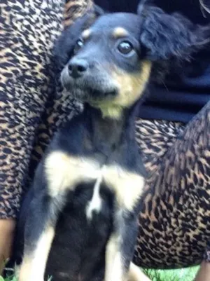 Cachorro raça Vira latinha  idade 2 a 6 meses nome Não tem nomezinho a