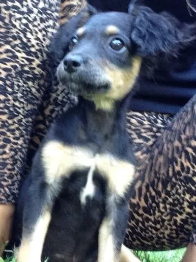 Cachorro ra a Vira latinha  idade 2 a 6 meses nome Não tem nomezinho a