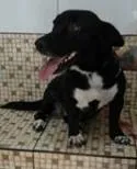 Cachorro ra a SRD idade 2 anos nome Juliy