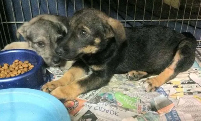 Cachorro ra a SRD idade 2 a 6 meses nome Fêmeas porte médio,