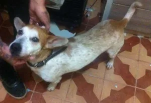 Cachorro raça srd idade 5 anos nome Porte pequeno para 