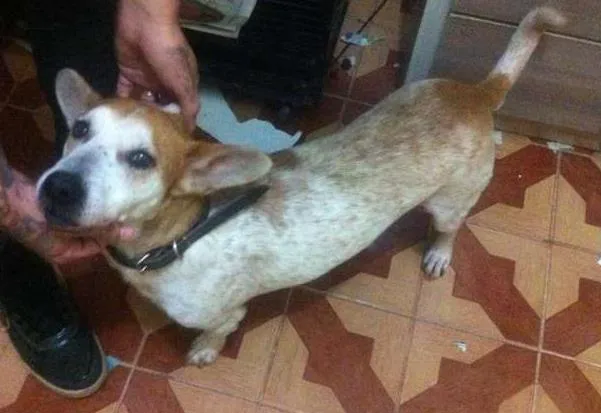 Cachorro ra a srd idade 5 anos nome Porte pequeno para 