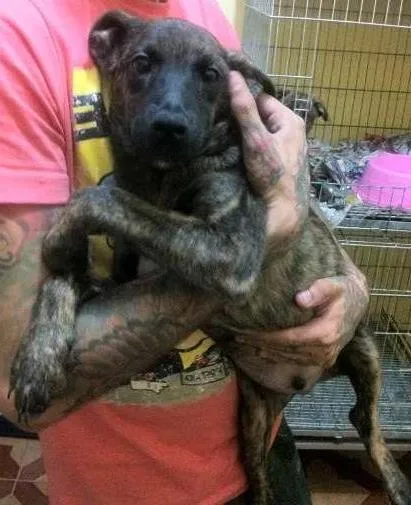 Cachorro ra a srd idade 2 a 6 meses nome Filhotinhos 4 meses