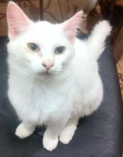 Gato ra a  idade 2 a 6 meses nome Marrie, 5 meses