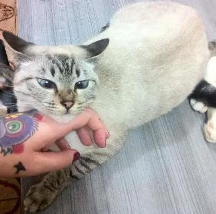 Gato ra a  idade 2 anos nome Vesguinha Charlote
