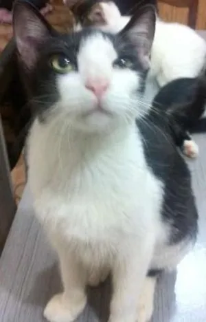 Gato raça  idade 7 a 11 meses nome mimosa