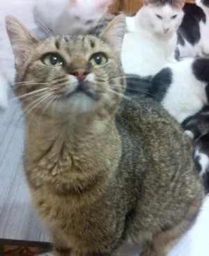 Gato raça  idade 7 a 11 meses nome Zelda