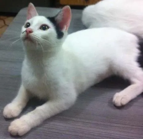 Gato ra a  idade 2 a 6 meses nome Bigodinha