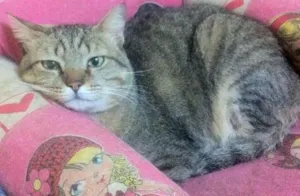 Gato raça  idade 2 anos nome Cabeção gordo