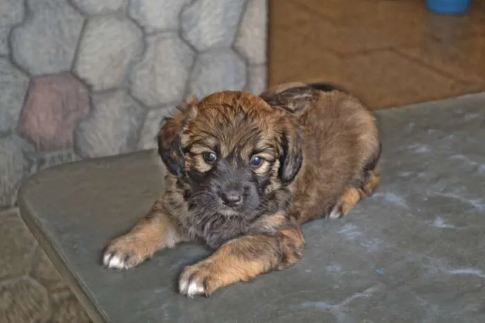Cachorro ra a vira-lata idade 2 a 6 meses nome thor