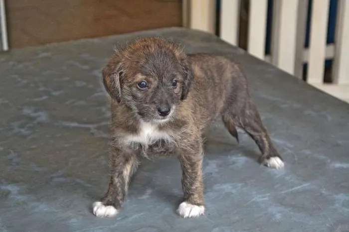 Cachorro ra a vira-lata idade 2 a 6 meses nome luvinha
