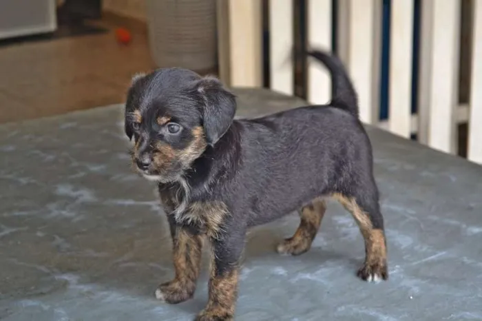 Cachorro ra a vira-lata idade 2 a 6 meses nome pretinho