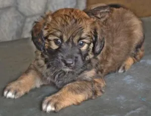 Cachorro raça vira-lata idade 2 a 6 meses nome thor