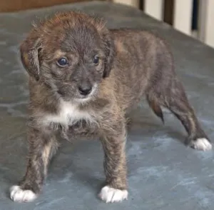 Cachorro raça vira-lata idade 2 a 6 meses nome luvinha