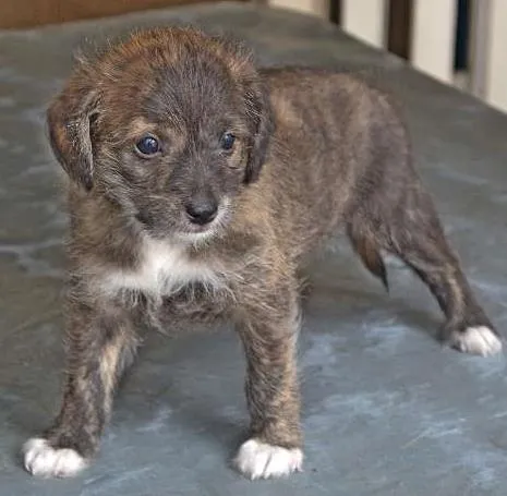 Cachorro ra a vira-lata idade 2 a 6 meses nome luvinha