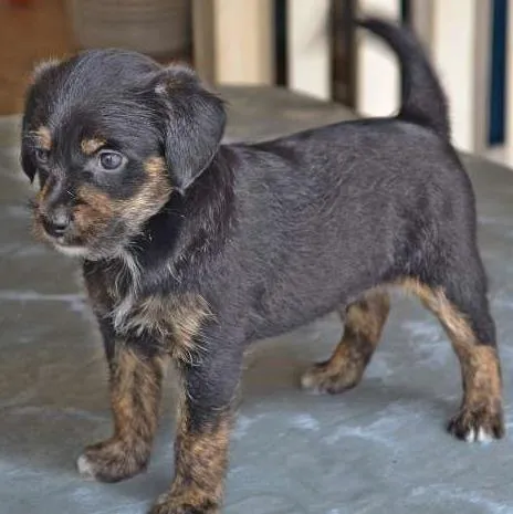 Cachorro ra a vira-lata idade 2 a 6 meses nome pretinho