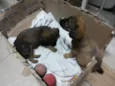 Lulu, Pepe e Pol