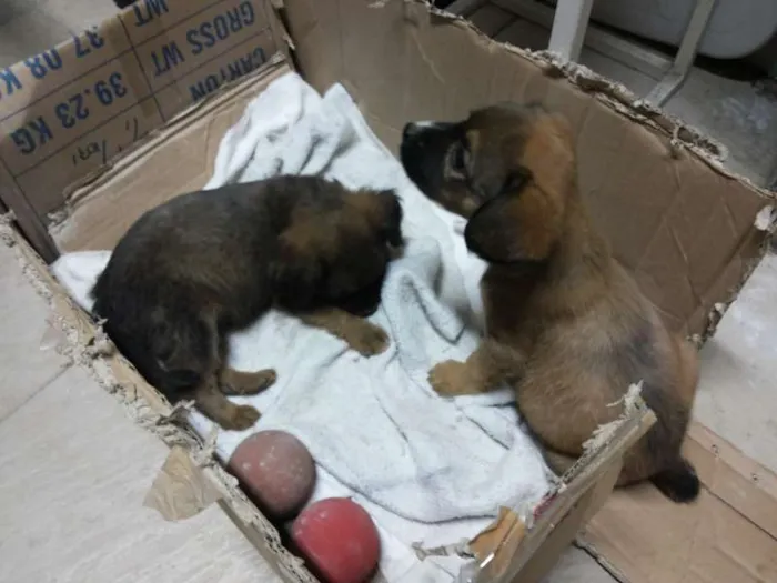 Cachorro ra a  idade Abaixo de 2 meses nome Lulu, Pepe e Pol