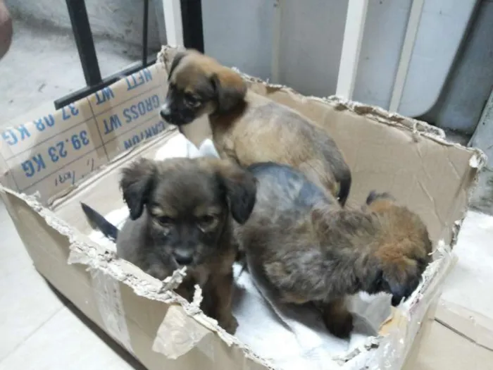 Cachorro ra a  idade Abaixo de 2 meses nome Lulu, Pepe e Pol
