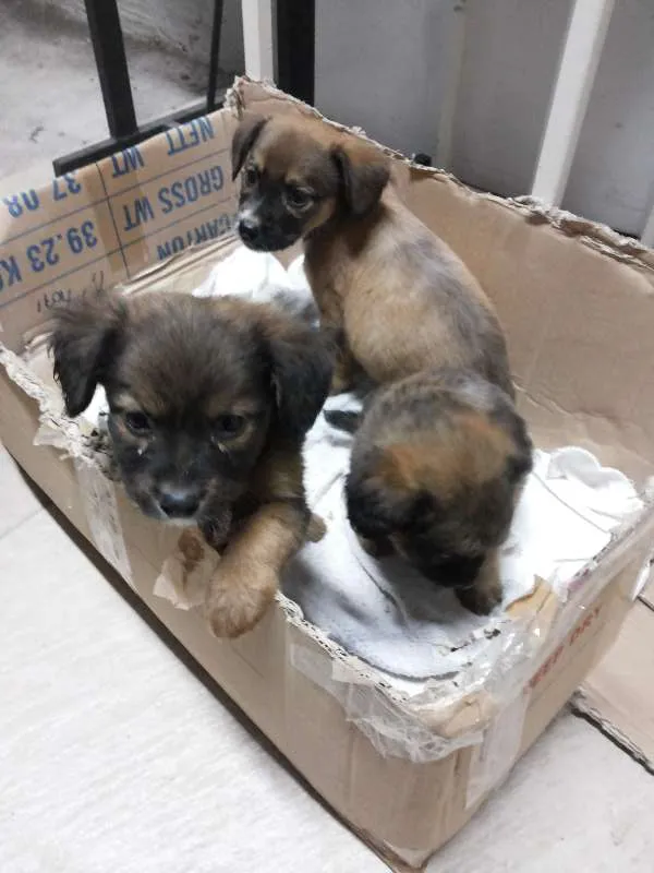 Cachorro ra a  idade Abaixo de 2 meses nome Lulu, Pepe e Pol