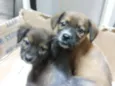 Lulu, Pepe e Pol