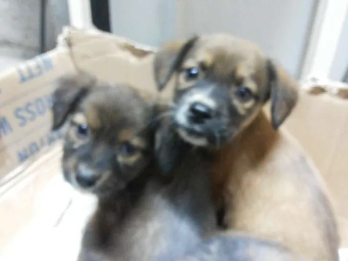 Cachorro ra a  idade Abaixo de 2 meses nome Lulu, Pepe e Pol