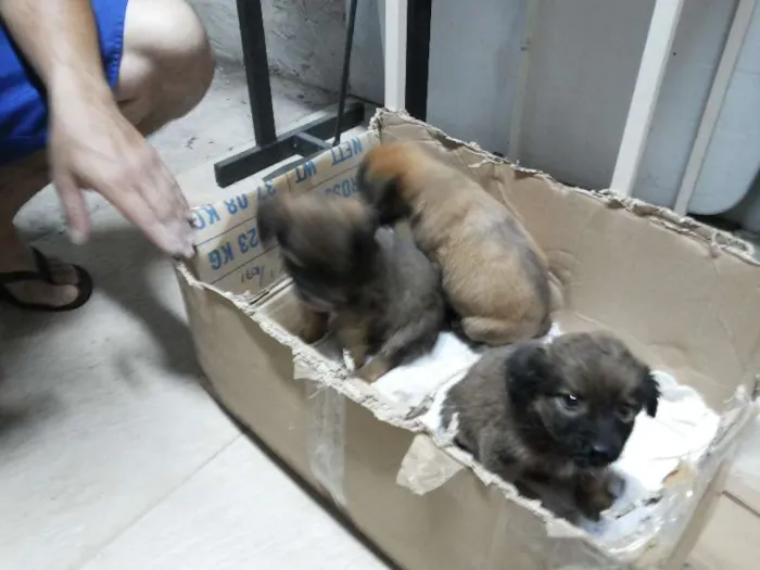 Cachorro ra a  idade Abaixo de 2 meses nome Lulu, Pepe e Pol