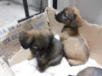 Lulu, Pepe e Pol