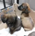 Lulu, Pepe e Pol