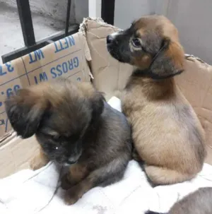 Cachorro raça  idade Abaixo de 2 meses nome Lulu, Pepe e Pol