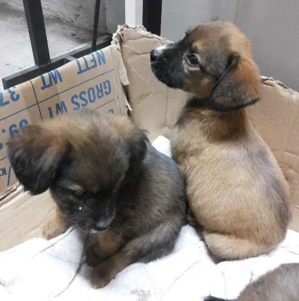 Cachorro ra a  idade Abaixo de 2 meses nome Lulu, Pepe e Pol