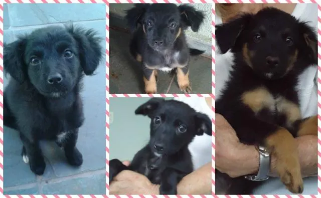Cachorro ra a vira lata idade 2 a 6 meses nome peludinhos