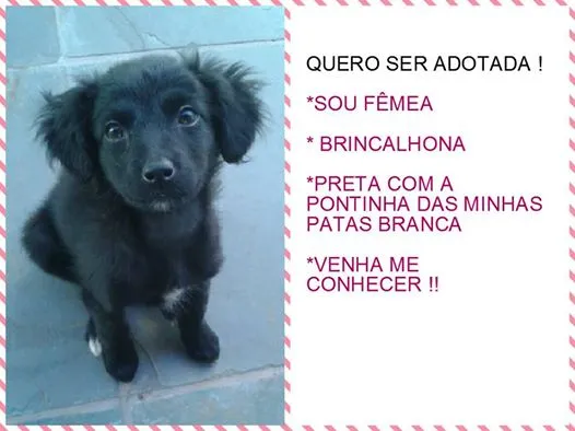 Cachorro ra a vira lata idade 2 a 6 meses nome peludinhos