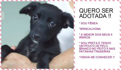 Cachorro ra a vira lata idade 2 a 6 meses nome peludinhos