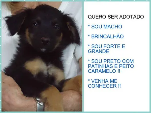 Cachorro ra a vira lata idade 2 a 6 meses nome peludinhos