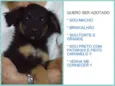 peludinhos