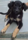 peludinhos